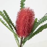 Banksia Flower Stem [MUSBANFS23]