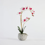 Phalaenopsis Mauve White Orchid in Pot [MUSHPHAOPS24C]