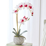 Artificial Phalaenopsis Mauve White Orchid in Pot in MauveWhite by MUSE | Large - Pillow Talk