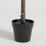Rubber Fig Tree [MUSHRUBFTS25]