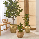 Rubber Fig Tree in  , Green by MUSE | Large, Small, Medium - Pillow Talk