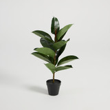 Rubber Fig Tree [MUSHRUBFTS25]
