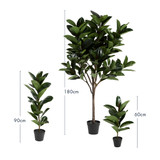 Rubber Fig Tree [MUSHRUBFTS25]