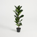 Rubber Fig Tree [MUSHRUBFTS25]