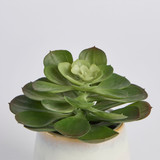 Belmont Potted Succulent [MUSHBELPSS25S]