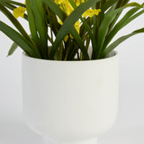Artificial Potted Spring Spider Orchid [MUSHPOTSOS25]