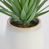 Belmont Potted Aloe Succulent [MUSHBELPSS25A]