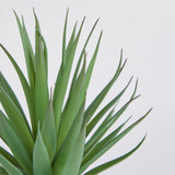 Belmont Potted Aloe Succulent [MUSHBELPSS25A]