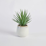 Belmont Potted Aloe Succulent [MUSHBELPSS25A]