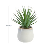 Belmont Potted Aloe Succulent [MUSHBELPSS25A]