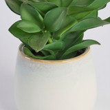 Belmont Potted Crassula Succulent [MUSHBELPSS25C]