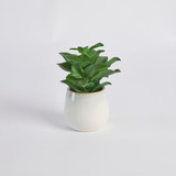 Belmont Potted Crassula Succulent [MUSHBELPSS25C]