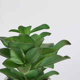 Belmont Potted Crassula Succulent [MUSHBELPSS25C]