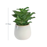 Belmont Potted Crassula Succulent [MUSHBELPSS25C]