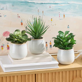 Belmont Potted Crassula Succulent [MUSHBELPSS25C]