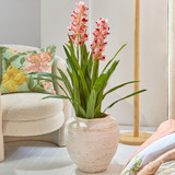 Spring Vanda Potted Plant [MUSHSPRVPS25]