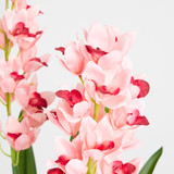 Spring Vanda Potted Plant [MUSHSPRVPS25]