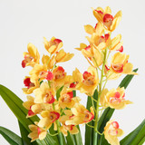 Spring Vanda Potted Plant [MUSHSPRVPS25]