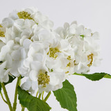 Budding Hydrangea Stem [MUSHBUDHSS25]