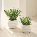 Sisal Yucca Plant in  , Green by MUSE | Small, Large - Pillow Talk