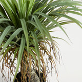 Rostrata Yucca [MUSHROSYS25]