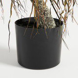 Rostrata Yucca [MUSHROSYS25]