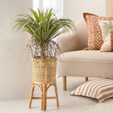Artificial Rostrata Yucca in 83cm by MUSE | Pillow Talk