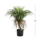 Rostrata Yucca [MUSHROSYS25]