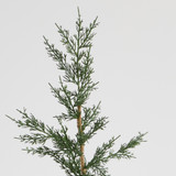 Parker Pine Potted Artifical Christmas Tree [CHRHPARTS25]