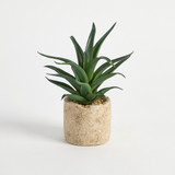 Bartel Agave Potted Succulent in Agave by MUSE | Small - Pillow Talk