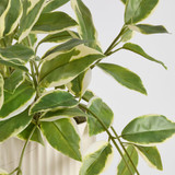 Hali Pothos Artificial Potted Plant [MUSHHALPPS24B]