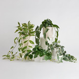 Hali Pothos Artificial Potted Plant [MUSHHALPPS24B]