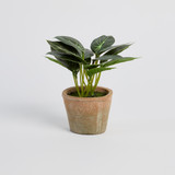 Botanic Artificial Pepperomia Potted Plant [MUSHBOTPW26C]