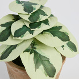 Botanic Artificial Caladium Potted Plant [MUSHBOTPW26A]