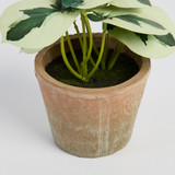 Botanic Artificial Caladium Potted Plant [MUSHBOTPW26A]