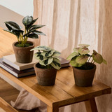 Botanic Artificial Caladium Potted Plant [MUSHBOTPW26A]