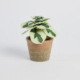 Botanic Artificial Caladium Potted Plant [MUSHBOTPW26A]