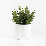 Elly Eucalyptus Artificial Potted Succulent in Eucalyptus by MUSE | Eucalyptus - Small - Pillow Talk