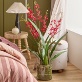 Freya Artificial Spider Orchid in Vase in Red, White by MUSE | Extra Large - Pillow Talk