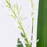 Freya Artificial Spider Orchid in Vase [MUSHFREOW26]