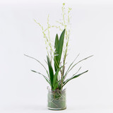 Freya Artificial Spider Orchid in Vase [MUSHFREOW26]