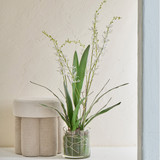 Freya Artificial Spider Orchid in Vase [MUSHFREOW26]