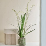 Freya Artificial Spider Orchid in Vase [MUSHFREOW26]