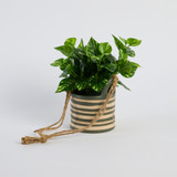 Saffron Stripe Hanging Planter [MUSHSAFPW26]