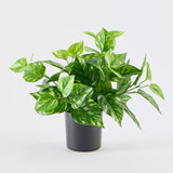 Artificial Mini Pothos Light Green Plant in LightGreen by MUSE | Pillow Talk
