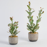 Ashby Potted Succulent [MUSHASHSW26]