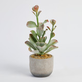 Ashby Potted Succulent [MUSHASHSW26]