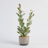 Ashby Potted Succulent [MUSHASHSW26]