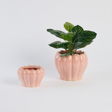 Dolly Blush Decorative Pot [MUSHDOLPW26B]