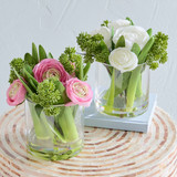 Pippa Ranunculus in Vase [MUSHPIPVW26]